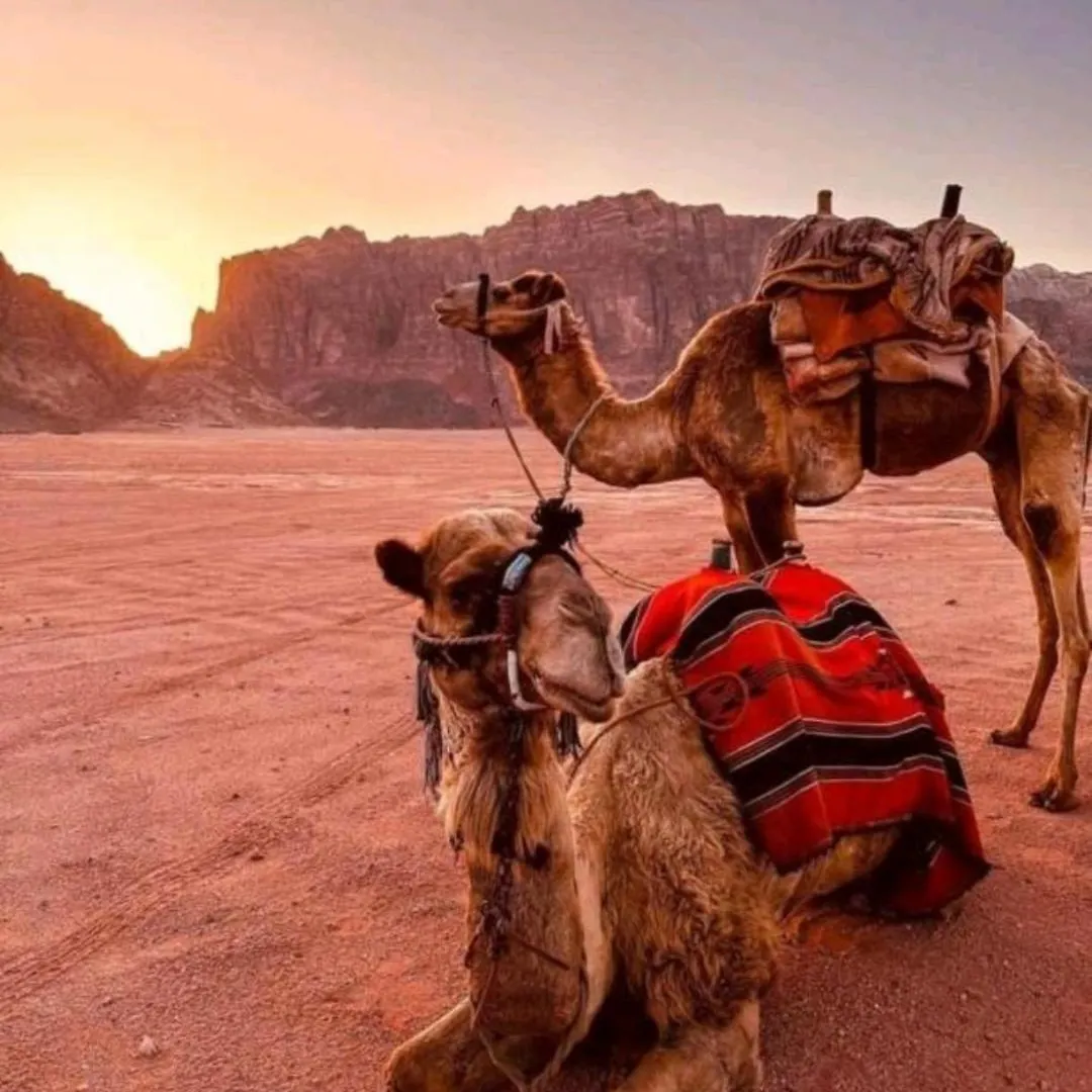 Wadi Rum Lovely Camp Aqaba